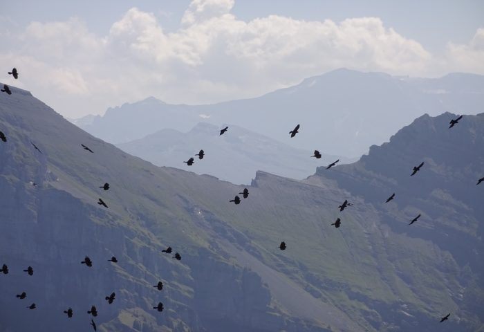 ein Schwarm Bergdohlen fliegt am Himmel. Im Hintergrund sind Berggipfel zu sehen