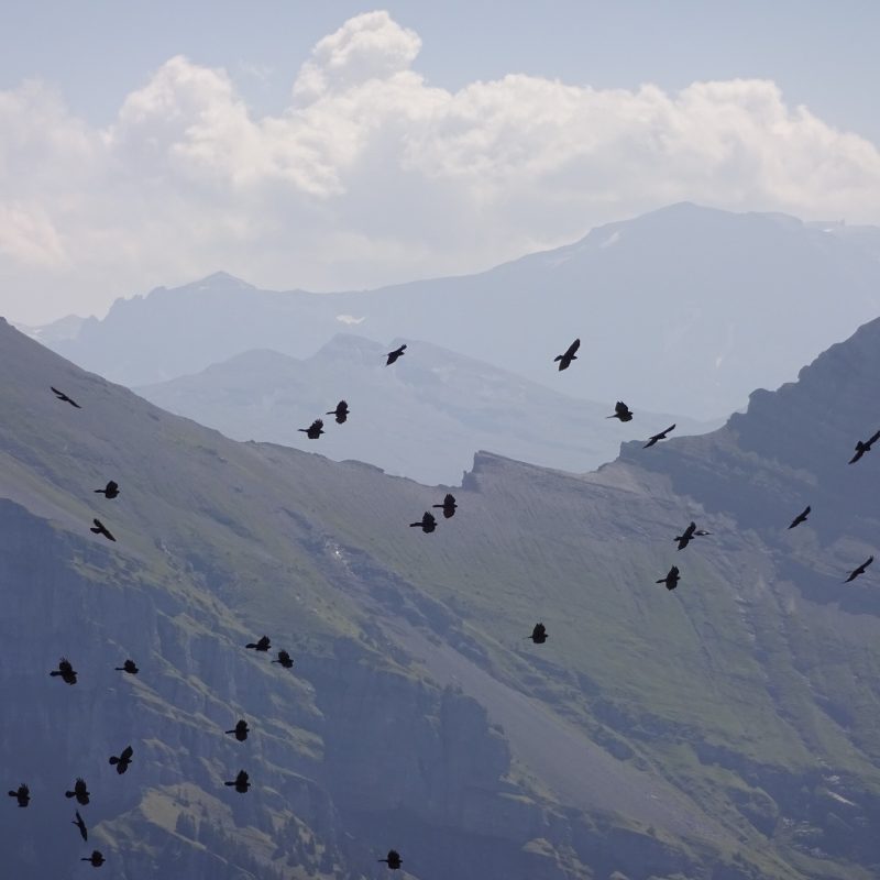 ein Schwarm Bergdohlen fliegt am Himmel. Im Hintergrund sind Berggipfel zu sehen