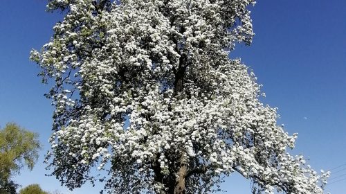 Birnbaum im Frühling