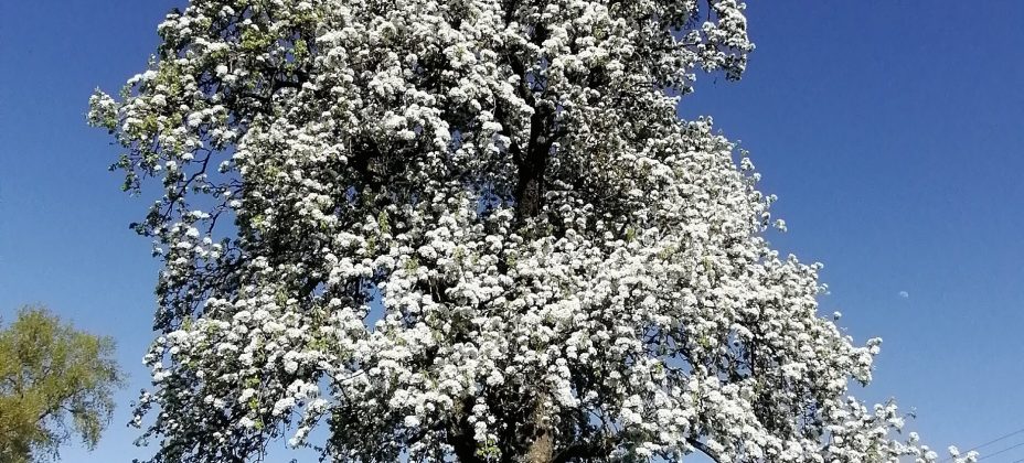Birnbaum im Frühling