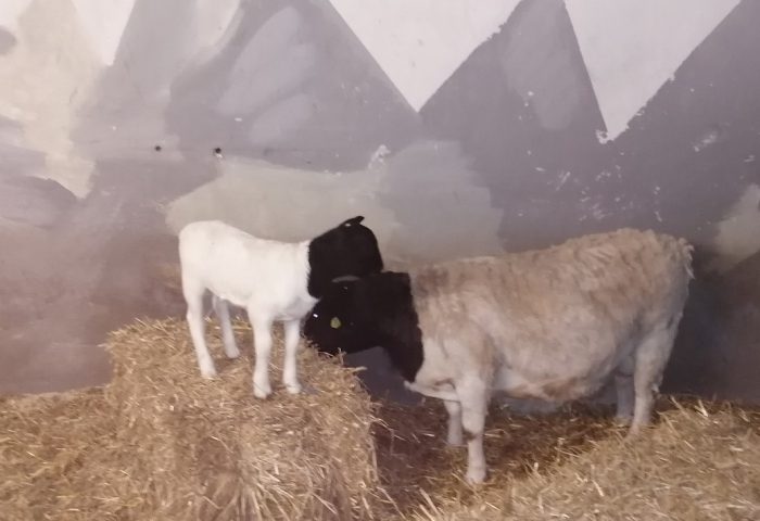 Im Stall auf einem Strohballen steht ein weisses Lamm mit schwarzem Kopf, den es dem daneben stehenden Schafbock zustreckt